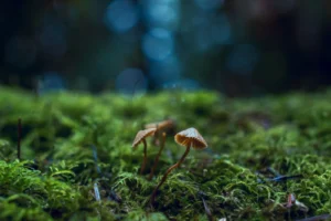 Environmental Testing and Its Role in Pollution Control